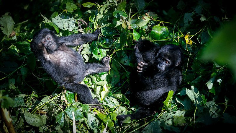 How to book a gorilla habituation experience permit
