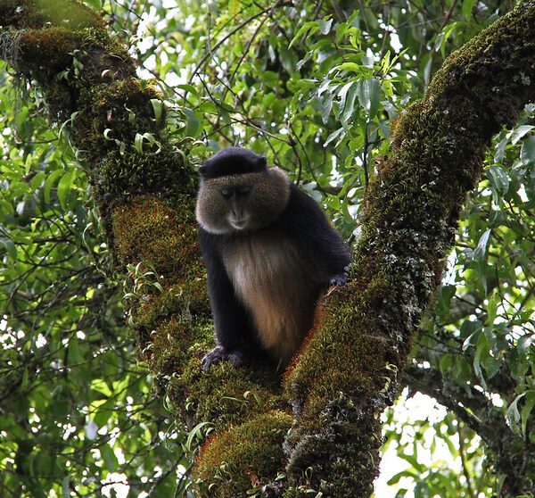 Is Golden Monkey Trekking Worth the Monkey in Mgahinga Gorilla National park