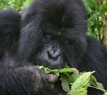 Is Gorilla Tracking in Uganda Safe