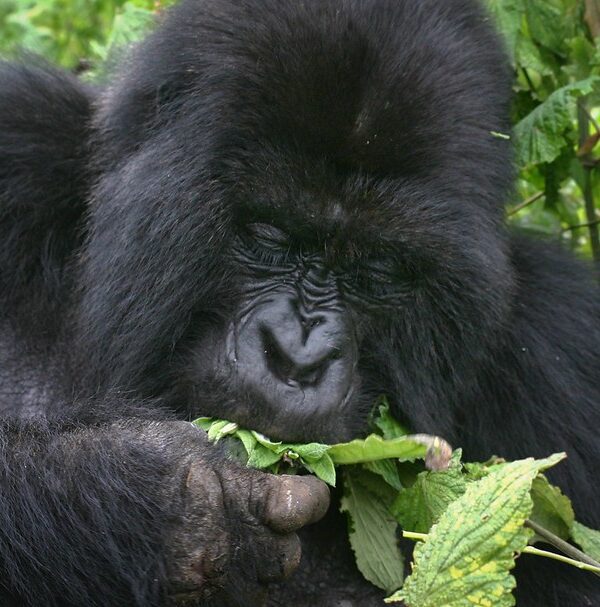 Is Gorilla Tracking in Uganda Safe