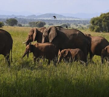 Kidepo Valley National Park Activities