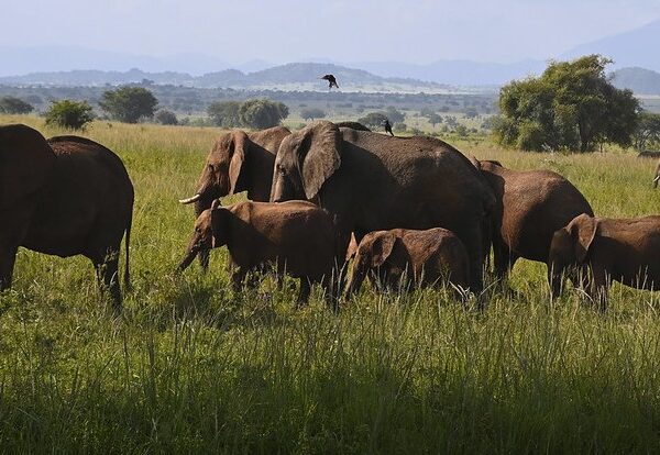 Kidepo Valley National Park Activities