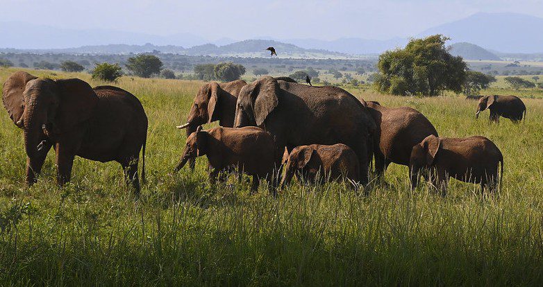 Kidepo Valley National Park Activities