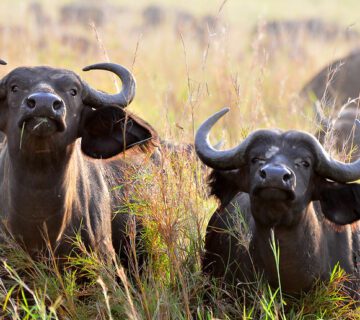 Kidepo Valley National Park Entry Fees