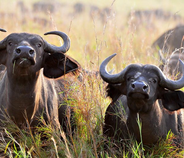 Kidepo Valley National Park Entry Fees