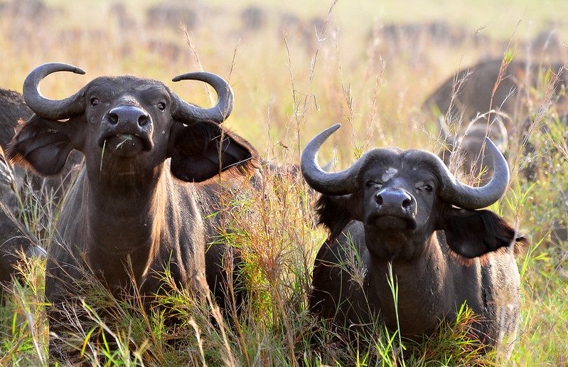 Kidepo Valley National Park Entry Fees