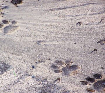 Lion Tracking in Queen Elizabeth National park