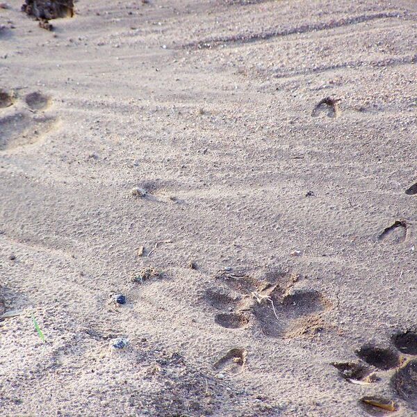 Lion Tracking in Queen Elizabeth National park