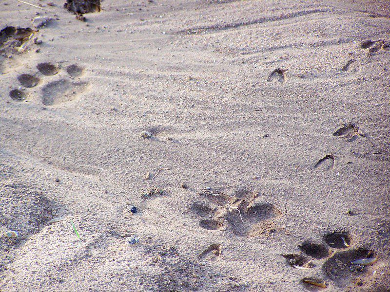 Lion Tracking in Queen Elizabeth National park