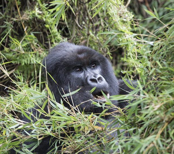 Luxury Gorilla Trekking Rwanda and Uganda tours