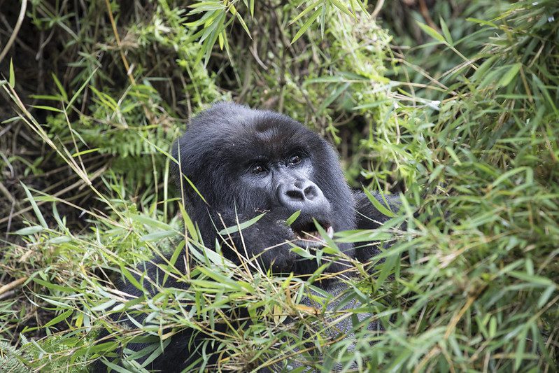 Luxury Gorilla Trekking Rwanda and Uganda tours