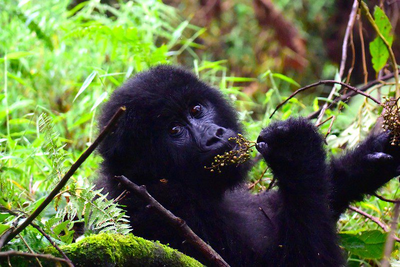 Major Tourist Attractions in Mgahinga National Park