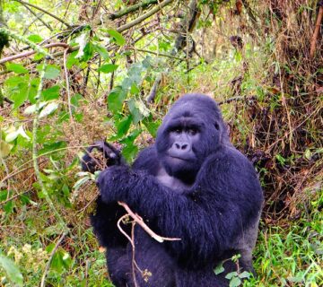 Mgahinga National Park Vs Bwindi Impenetrable National Park