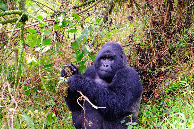 Mgahinga National Park Vs Bwindi Impenetrable National Park