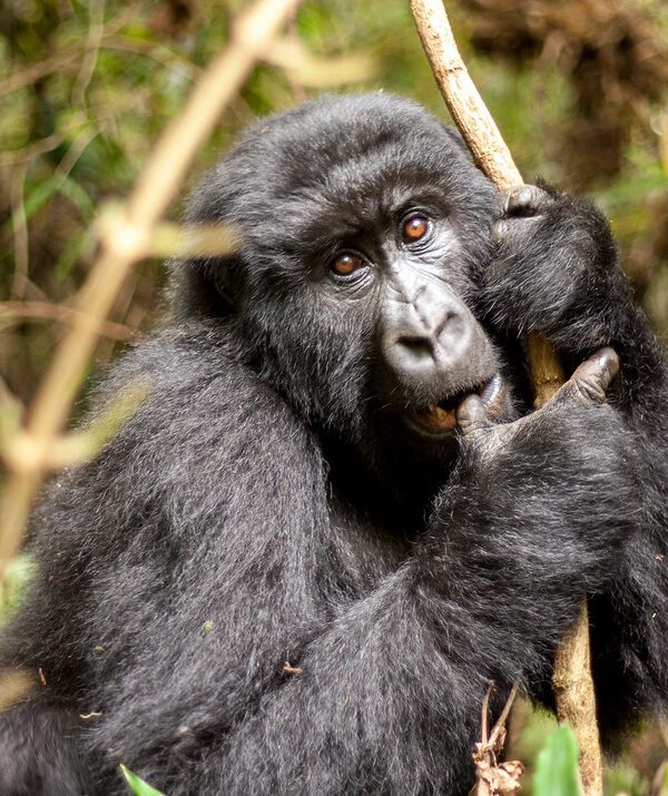 Mgahinga gorilla national park Gorilla trekking