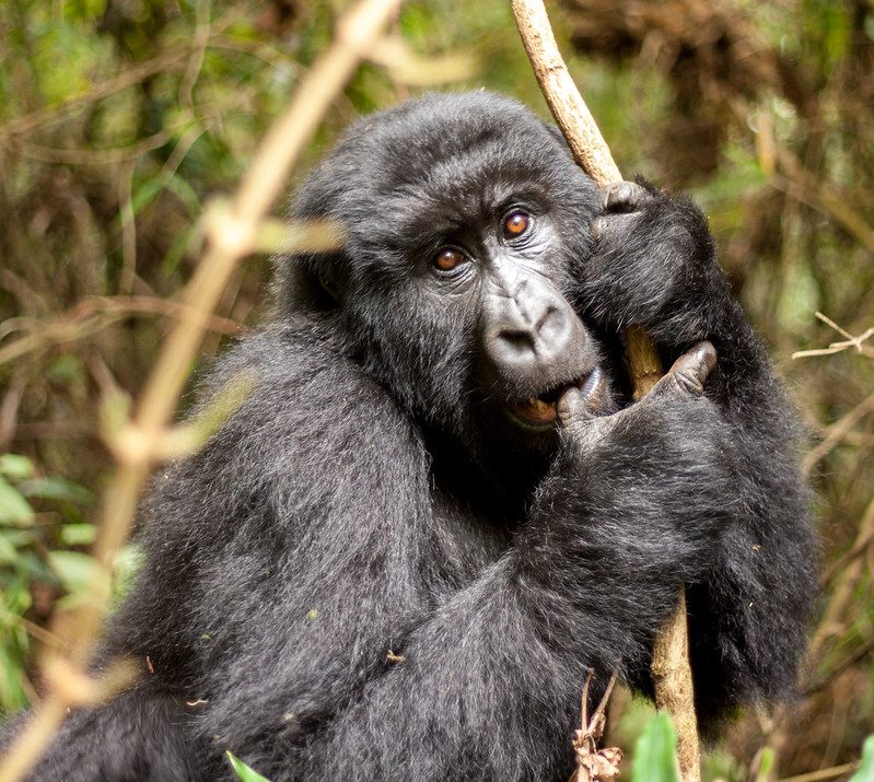 Mgahinga gorilla national park Gorilla trekking