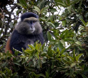 Mgahinga gorilla national park activities