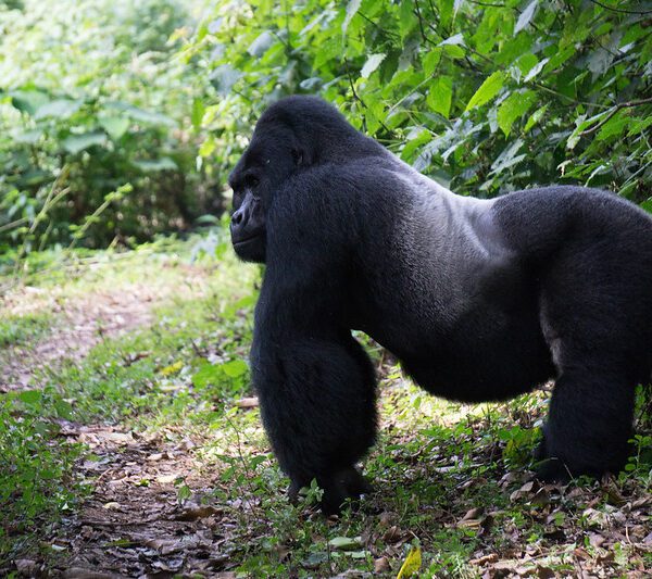 Mountain gorilla conservation through mountain gorilla trekking