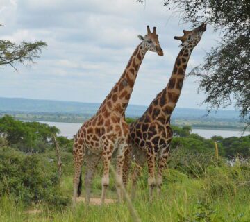 Murchison Falls National Park Wildlife Murchison Falls National Park Wildlife