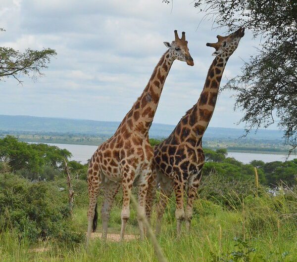 Murchison Falls National Park Wildlife
