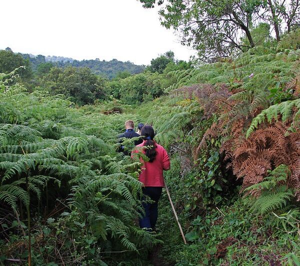 Nature walks in Mgahinga National Park