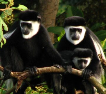 Primates Species Found in Uganda