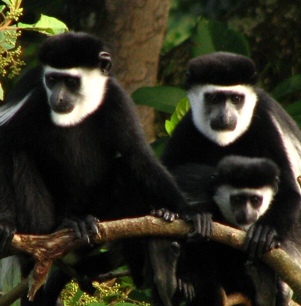Primates Species Found in Uganda