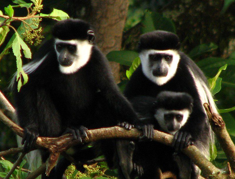 Primates Species Found in Uganda