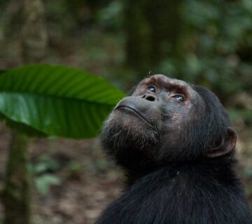 Primates watching UgandaGorilla, Chimps & Golden Monkey