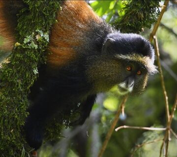 Reasons To Visit Mgahinga National Park