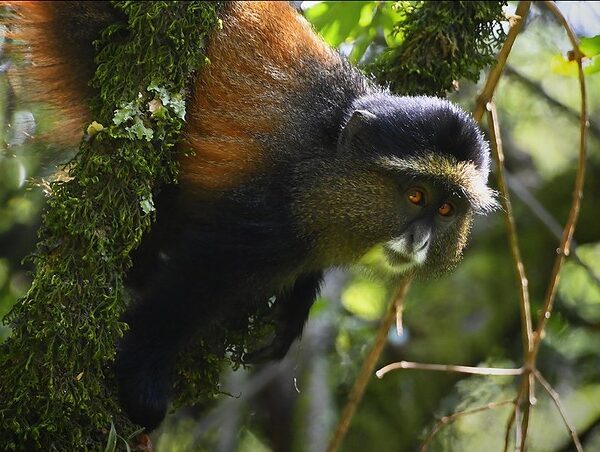 Reasons To Visit Mgahinga National Park