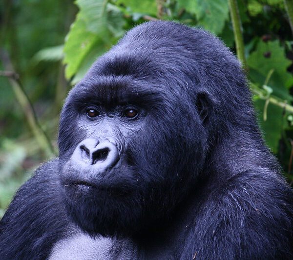 Rwanda Gorilla Tour