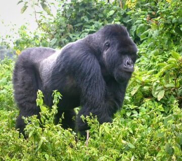 Silverback Gorilla Tours