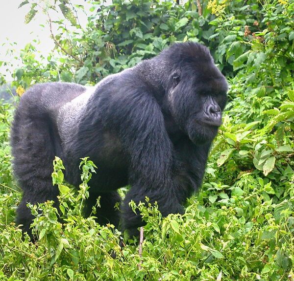 Silverback Gorilla Tours