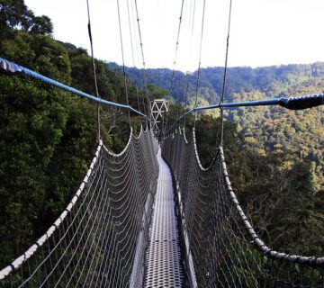 The canopy walkway adventure 360x320