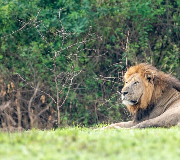 Things to Do & See in Queen Elizabeth National Park