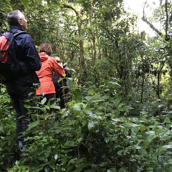 Things to Do and See in Nyungwe National Park