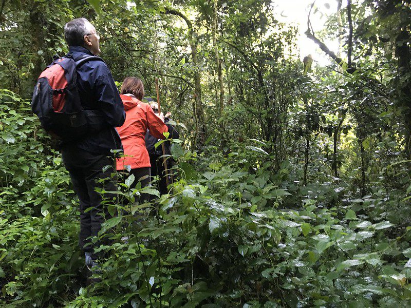 Things to Do and See in Nyungwe National Park