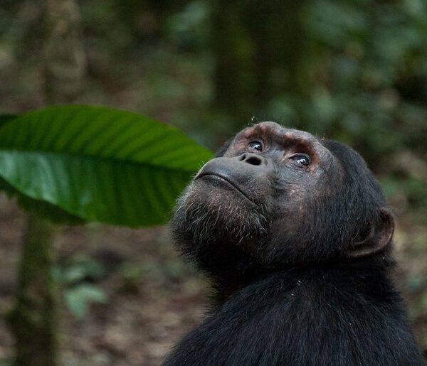 Things to do after gorilla trekking in Uganda