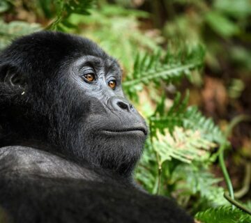 Things to do in Buhoma sector after gorilla trekking