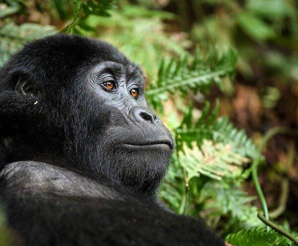 Things to do in Buhoma sector after gorilla trekking