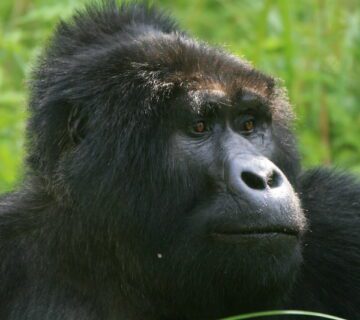 Things to do in Ruhija sector after gorilla trekking