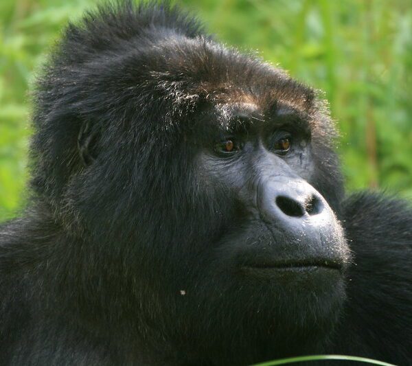 Things to do in Ruhija sector after gorilla trekking