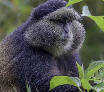 Things to do in Volcanoes national park Rwanda