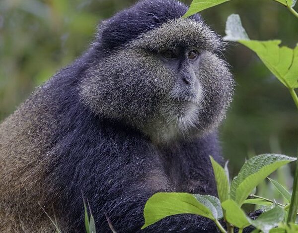 Things to do in Volcanoes national park Rwanda
