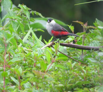 Top 10 birds in Mgahinga