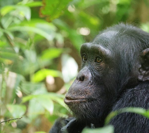 Top 11 Activities to Do On Your Uganda Safari