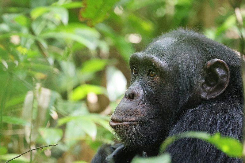 Top 11 Activities to Do On Your Uganda Safari