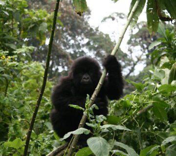 Top 25 Facts About Mountain Gorillas