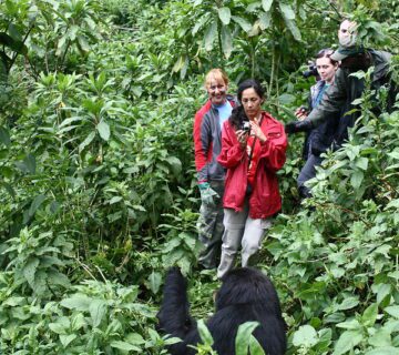 Top 5 Activities Done in Volcanoes National Park Rwanda